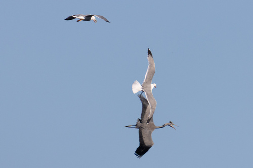 Grey Heron