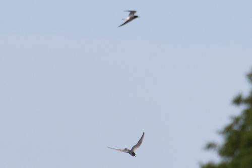 Black Tern