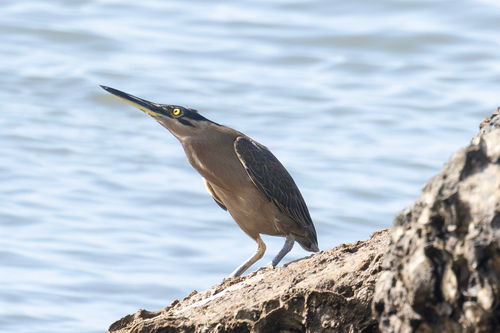 Little Heron