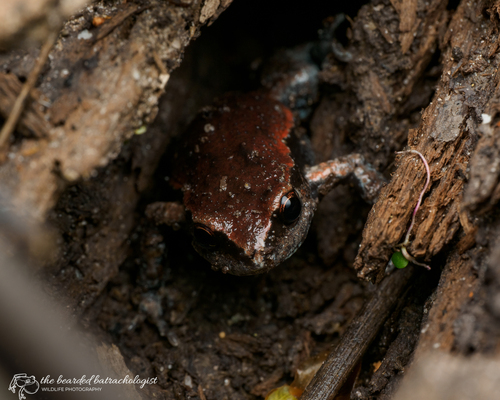 Copper-backed Brood Frog