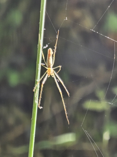 Stretch Spiders