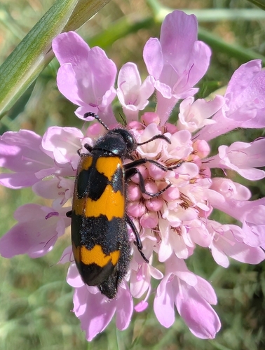 Mylabris variabilis