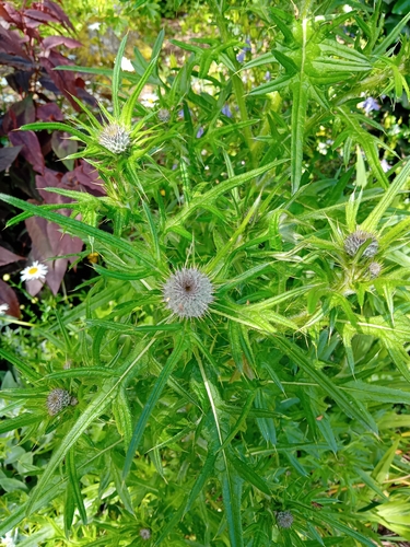 Bull Thistle