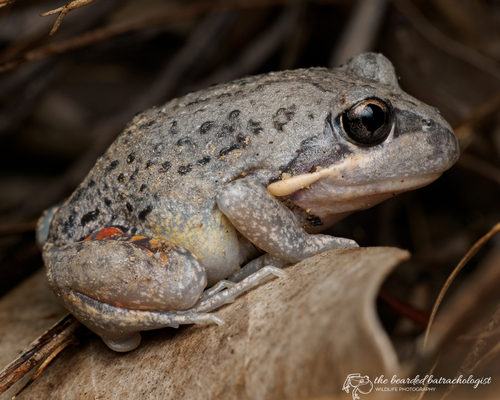 Scarlet-sided Banjo Frog