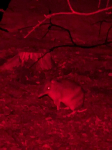 Eastern Barred Bandicoot