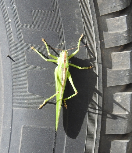 Great Green Bush-cricket