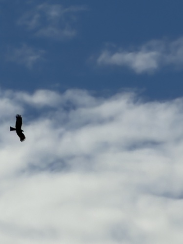 Square-tailed Kite
