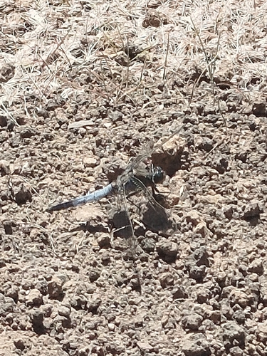 Black-tailed Skimmer