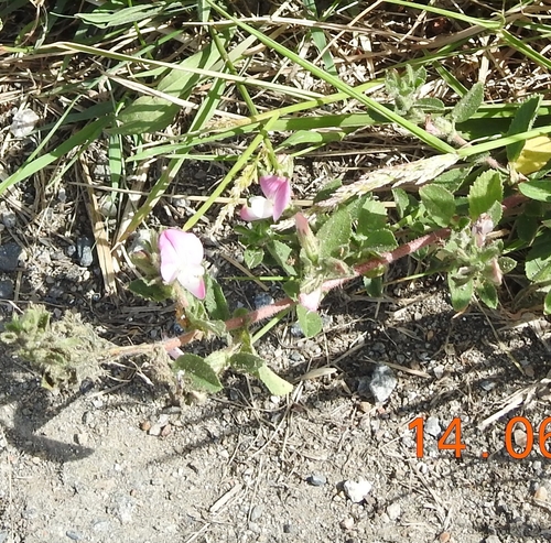 Spiny restharrow