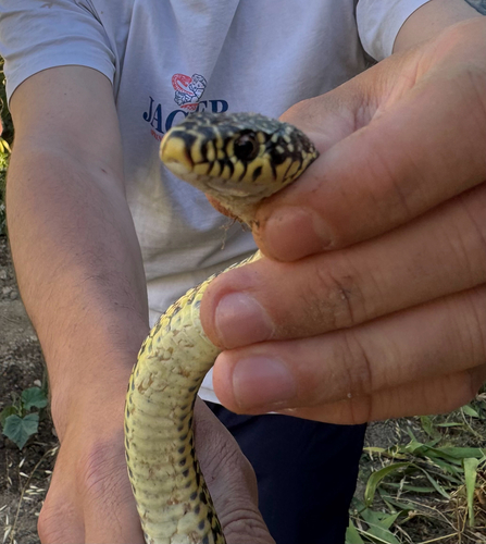Green Whip Snake