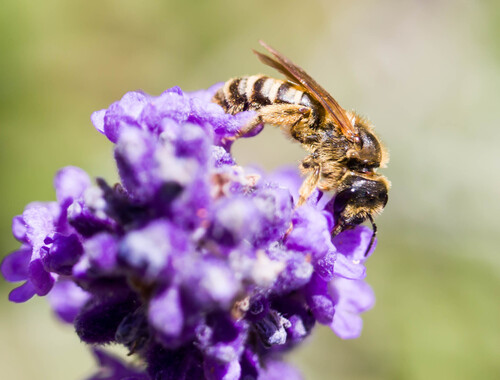 Great Banded Furrow Bee