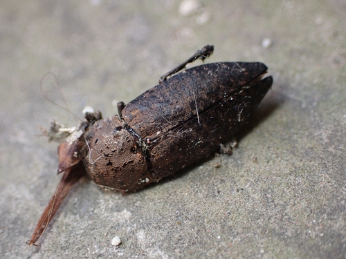 Capnodis tenebricosa
