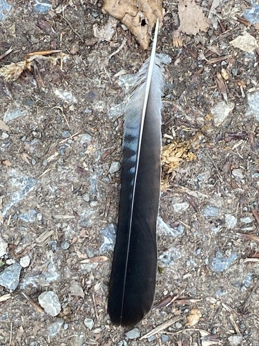 Eurasian Jay