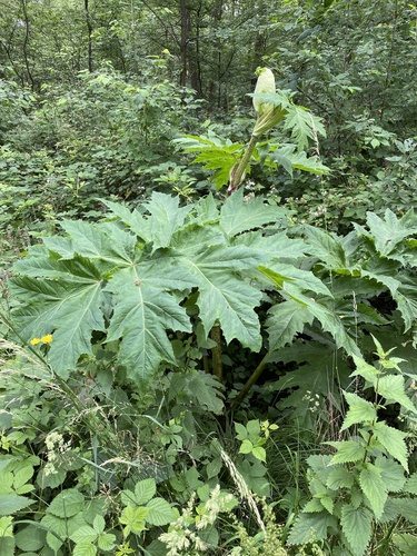 Giant Hogweed