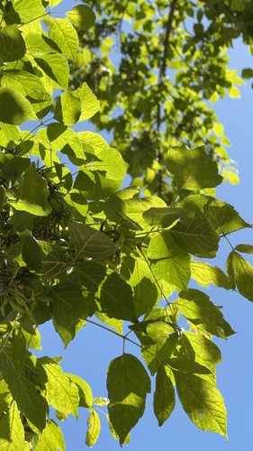 box elder