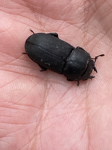 Lesser Stag Beetle