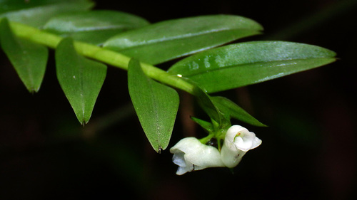 Appendicula