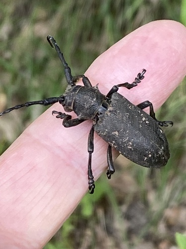 Weaver beetle
