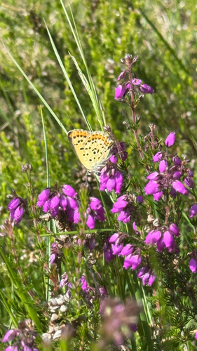 Sooty Copper