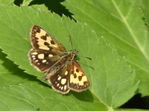 Northern Chequered Skipper