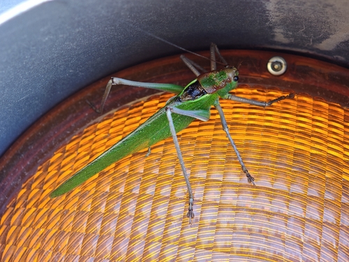 Calliphona gomerensis