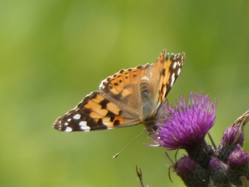 Painted Lady