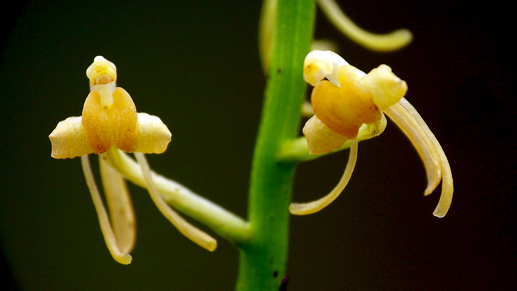 Liparis ferruginea (Liparis ferruginea)