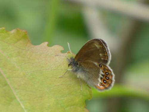 Scarce Heath