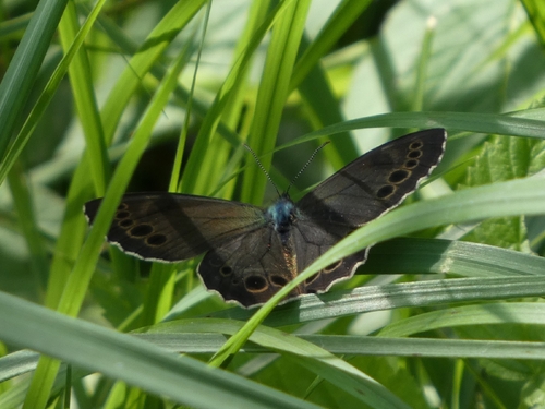 Woodland Brown
