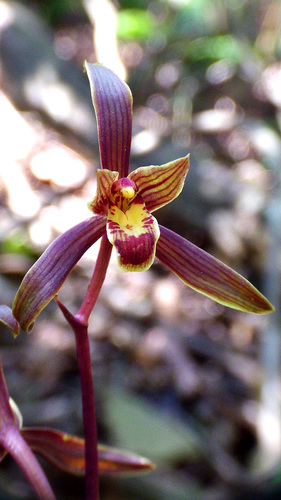 Chinese Cymbidium