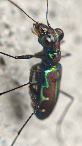 Purple-sided Tethys Tiger Beetle