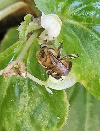 Red-tailed Melipona