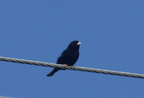 Village Indigobird