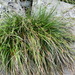Carex wahuensis robusta - Photo (c) Yanghoon Cho, all rights reserved, uploaded by Yanghoon Cho