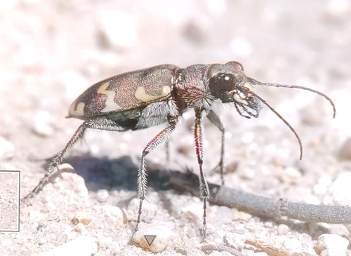 Northern Dune Tiger Beetle