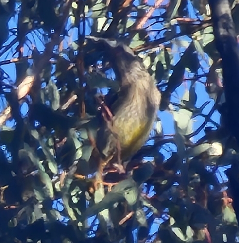 Red Wattlebird
