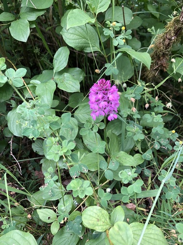 pyramidal orchid