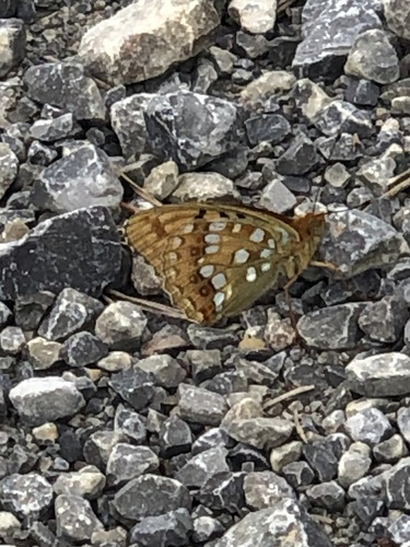 High Brown Fritillary