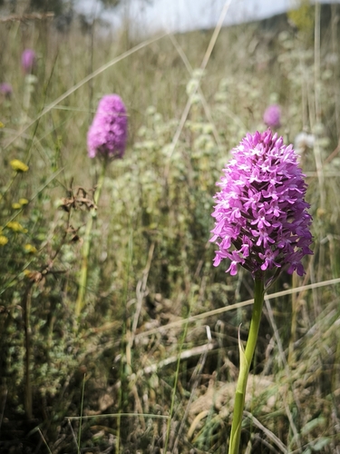 pyramidal orchid