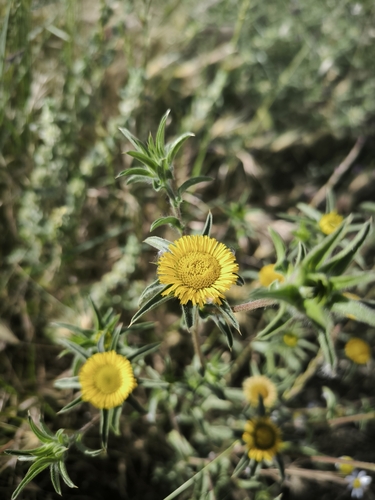 Spiny Starwort