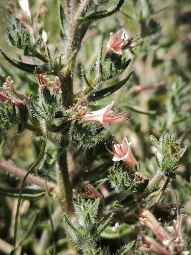 Echium asperrimum