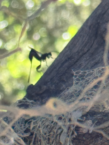iNaturalist observation photo of Pristaulacus fasciatus