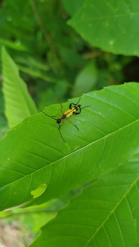 Spotted Longhorn Beetle