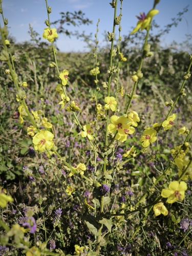 wavyleaf mullein