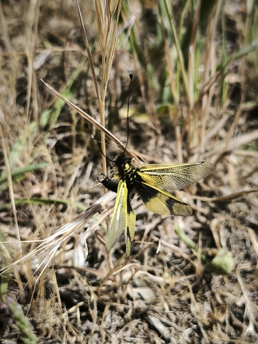 Libelloides longicornis