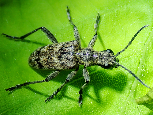 Ribbed Pine Borer