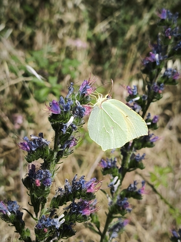 Cleopatra Butterfly