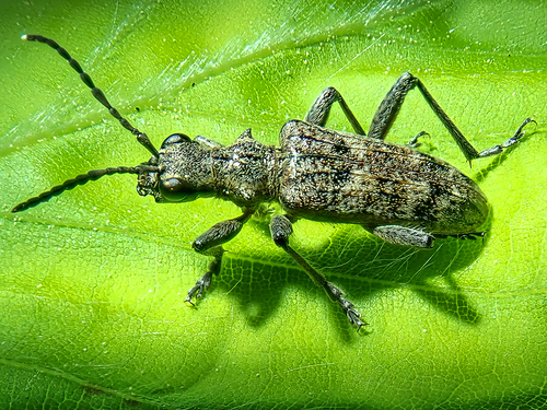 Ribbed Pine Borer