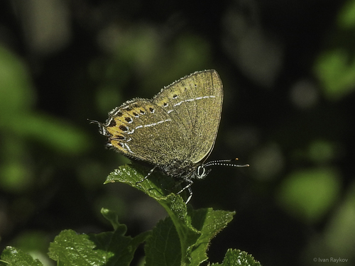 Black Hairstreak