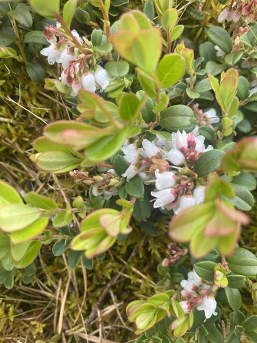 Lingonberry